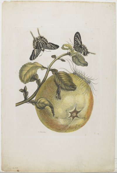 Swallowtails and Great Yellow Fruit by Maria Sibylla Merian